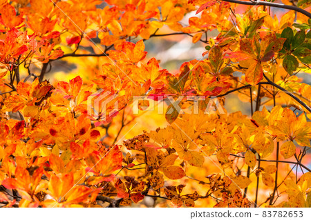 《Nagano Prefecture》 Autumn leaves and autumn Tsugaike Natural Garden 83782653