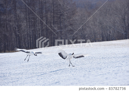 A flock of red-crowned cranes flying to the feeding area (Tsurui, Hokkaido) 83782736