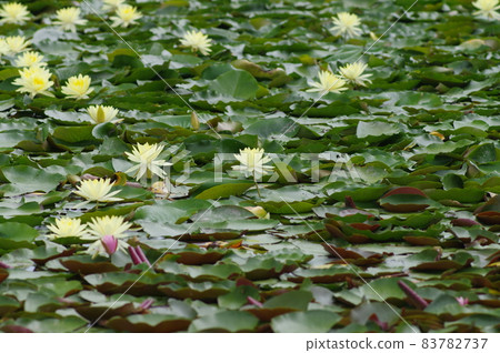 許多黃色荷花花在池塘里盛開。 83782737