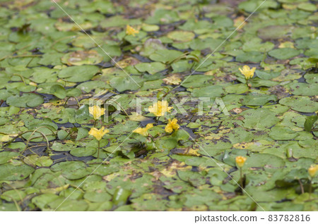 Yellow flowers of Nymphoides pelt are blooming on the water of the pond. The scientific name is Nymphoides peltata. Yellow flowers of Nymphoides pelt are blooming on the water of the pond. The scientific name is Nymphoides peltata. 83782816