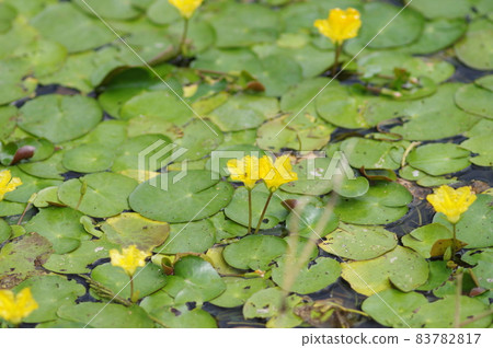 Yellow flowers of Nymphoides pelt are blooming on the water of the pond. The scientific name is Nymphoides peltata. Yellow flowers of Nymphoides pelt are blooming on the water of the pond. The scientific name is Nymphoides peltata. 83782817