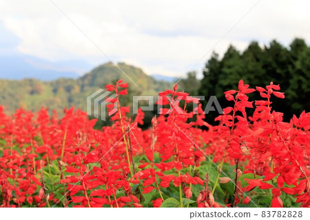 旅遊目的地丹參 旅遊目的地丹參 83782828