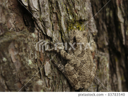 Gray Tree Frog Hyla chrysoscelis on pine tree in Eastern Texas 83783540