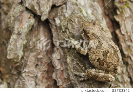 Gray Tree Frog Hyla chrysoscelis on pine tree in Eastern Texas 83783541