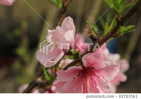 Peach Tree with Pink Blossoms and Bee Close up Peach Tree with Pink Blossoms and Bee Close up 83783561