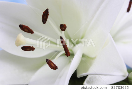 White Easter Lily Closeup on blue Shallow DOF 83783625
