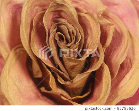Old Dried Pink Two Tone Rose Close up Old Dried Pink Two Tone Rose Close up 83783626