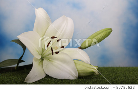 White Easter Lily Closeup on blue Shallow DOF 83783628