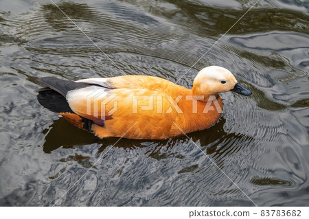 Ruddy Shelduck, or red duck, lat. Tadorna ferruginea, swimming on a lake. Ruddy Shelduck, or red duck, lat. Tadorna ferruginea, swimming on a lake. 83783682