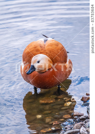 Ruddy Shelduck, or red duck, lat. Tadorna ferruginea, swimming on a lake. Ruddy Shelduck, or red duck, lat. Tadorna ferruginea, swimming on a lake. 83783684