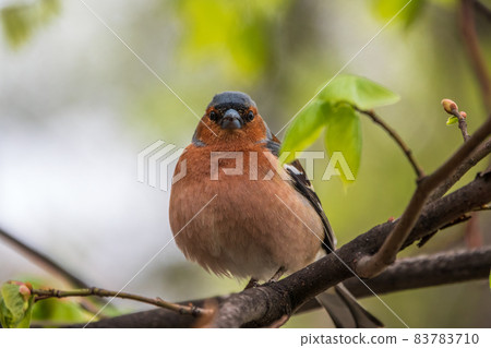 Common chaffinch, Fringilla coelebs, sits on a branch in spring on green background. Common chaffinch in wildlife. Common chaffinch, Fringilla coelebs, sits on a branch in spring on green background. Common chaffinch in wildlife. 83783710