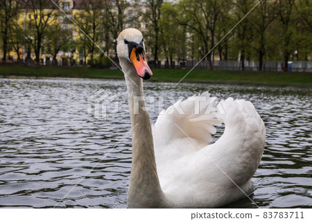 Graceful white swan swim in the pond in city park. 83783711