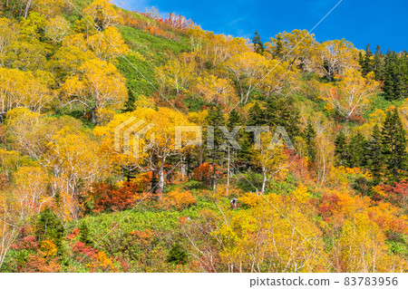《長野縣》 紅葉徒步、津池自然庭園 《長野縣》 紅葉徒步、津池自然庭園 83783956