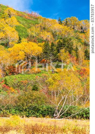 《長野縣》 紅葉徒步、津池自然庭園 《長野縣》 紅葉徒步、津池自然庭園 83783957