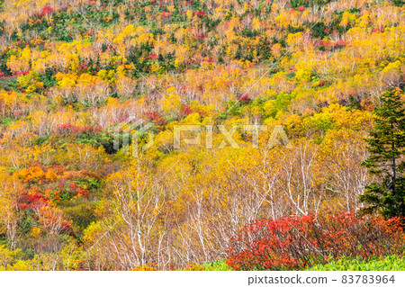 《長野縣》 紅葉徒步、津池自然庭園 《長野縣》 紅葉徒步、津池自然庭園 83783964