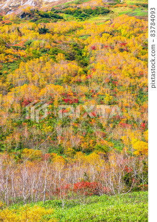 《Nagano Prefecture》 Trekking for autumn leaves, Tsugaike Natural Garden in autumn 《Nagano Prefecture》 Trekking for autumn leaves, Tsugaike Natural Garden in autumn 83784093