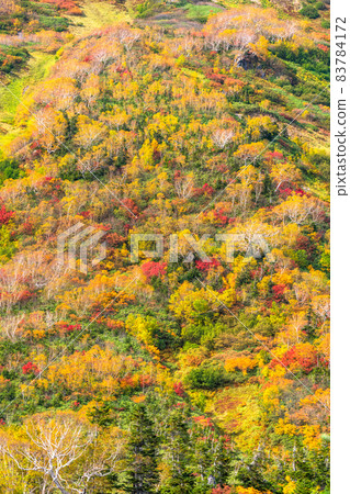 《Nagano Prefecture》 Trekking for autumn leaves, Tsugaike Natural Garden in autumn 83784172