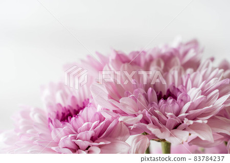 Pink chrysanthemum flowers 83784237