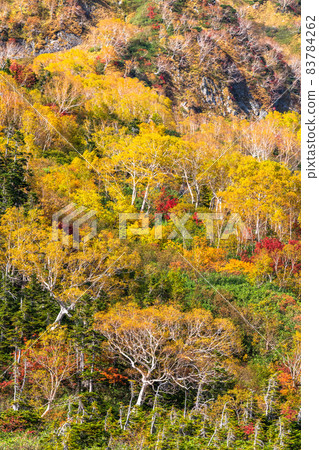 《長野縣》 紅葉徒步、津池自然庭園 《長野縣》 紅葉徒步、津池自然庭園 83784262