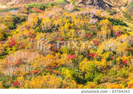 《Nagano Prefecture》 Trekking for autumn leaves, Tsugaike Natural Garden in autumn 《Nagano Prefecture》 Trekking for autumn leaves, Tsugaike Natural Garden in autumn 83784263