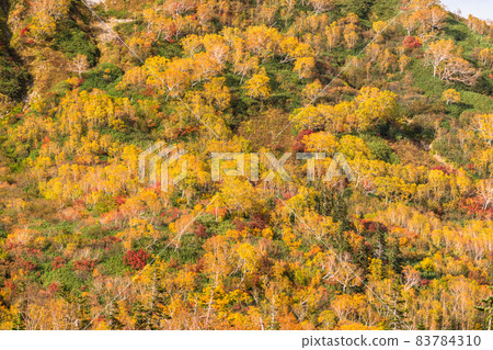 《長野縣》 紅葉徒步、津池自然庭園 《長野縣》 紅葉徒步、津池自然庭園 83784310