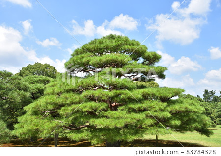 京都二條城的夏日風光 京都二條城的夏日風光 83784328
