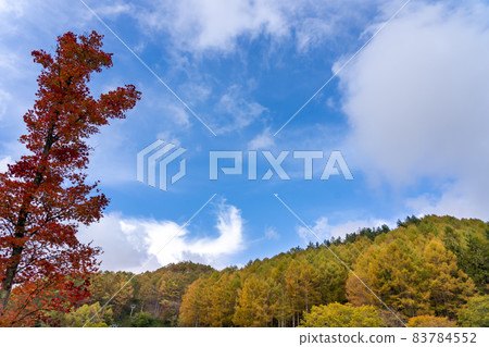 Achi Village, Nagano Prefecture Heavens A tree of autumn leaves in front of Sonohara's rest area Achi Village, Nagano Prefecture Heavens A tree of autumn leaves in front of Sonohara's rest area 83784552