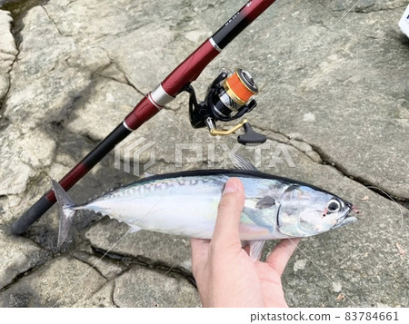 Auxis, Marusoda, Skipjack, 籃釣, 海上垂釣, 岩岸垂釣 83784661