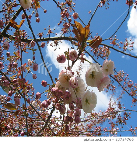 Cute cherry blossoms blooming in Vancouver, Canada 83784766