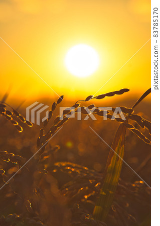 Sagging ear rice 83785170