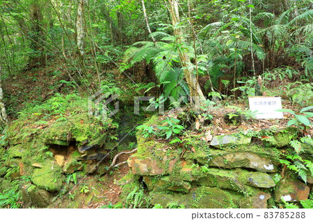 Kunigami Village Yambaru no Mori Hiji Otaki Campground Charcoal Burner Remains 83785288