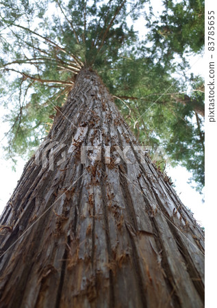 Asunaro _ Hokkaido Asunaro _ Hokkaido 83785655