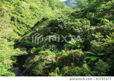 從比治大瀧吊橋看到的山原之森 83785877