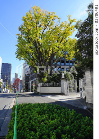 1460年11月港區三田2丁目綱手引坂和銀杏(三井綱町俱樂部) 1460年11月港區三田2丁目綱手引坂和銀杏(三井綱町俱樂部) 83786491