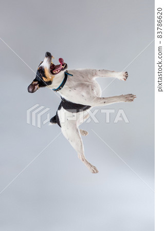 Fox terrier posing in studio on grey background. Fox terrier posing in studio on grey background. 83786620