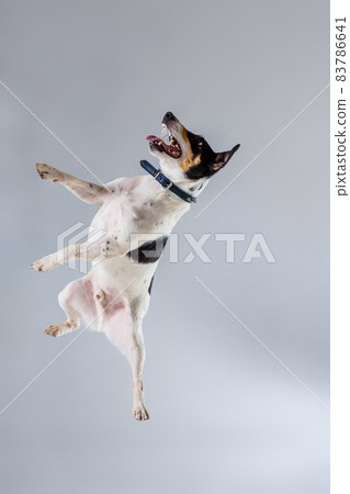 Fox terrier posing in studio on grey background. 83786641