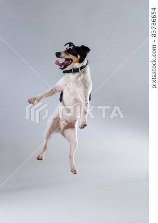 Fox terrier posing in studio on grey background. Fox terrier posing in studio on grey background. 83786654