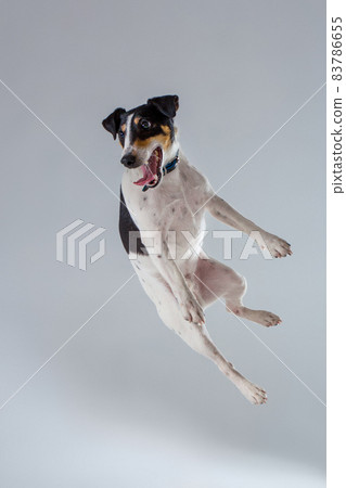 Fox terrier posing in studio on grey background. 83786655