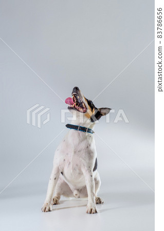 Fox terrier posing in studio on grey background. Fox terrier posing in studio on grey background. 83786656
