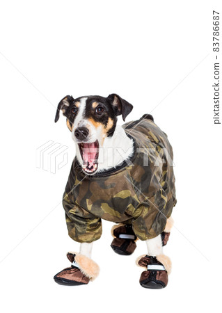 Portrait of a purebred smooth fox terrier white background Portrait of a purebred smooth fox terrier white background 83786687