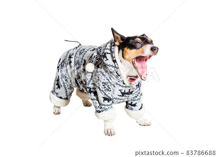 Jack Russell Terrier, isolated on white Jack Russell Terrier, isolated on white 83786688