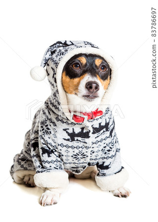 Jack Russell Terrier, isolated on white Jack Russell Terrier, isolated on white 83786697