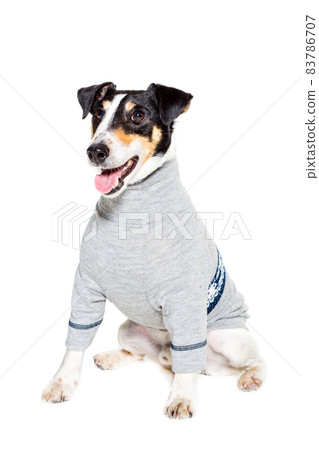 Fox terrier posing in studio on white background. isolated 83786707