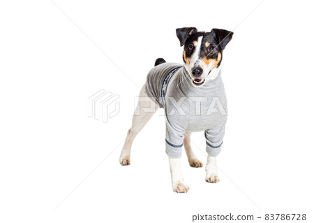 Fox terrier posing in studio on white background. isolated Fox terrier posing in studio on white background. isolated 83786728