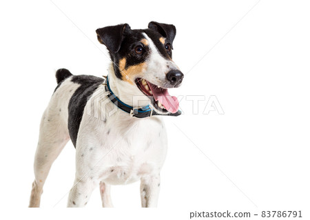 Fox terrier posing in studio on white background. isolated Fox terrier posing in studio on white background. isolated 83786791
