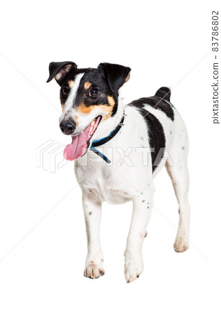 Fox terrier posing in studio on white background. isolated Fox terrier posing in studio on white background. isolated 83786802