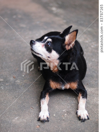 cute black fat lovely miniature pinscher dog with brown dog eyes smiling face close up resting outdoor on a country house's floor portraits view in summer time 83787165