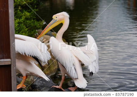 Great white pelican on the way to land 83787190