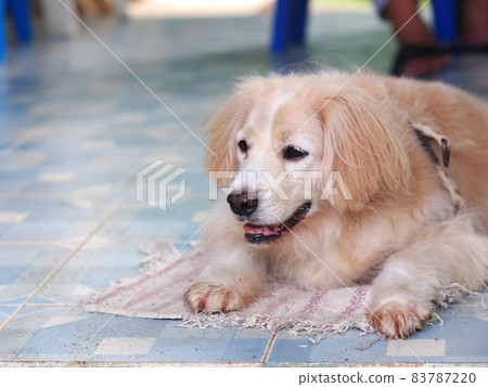 lovely hairy white cute dog relaxing outdoor in country home portraits closeup makes funny face with blur home garden environment background 83787220