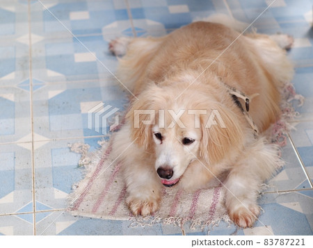 lovely hairy white cute dog relaxing outdoor in country home portraits closeup makes funny face with blur home garden environment background 83787221